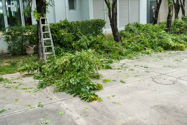 How Our Tree Care Process Works  in  Mickleton, NJ