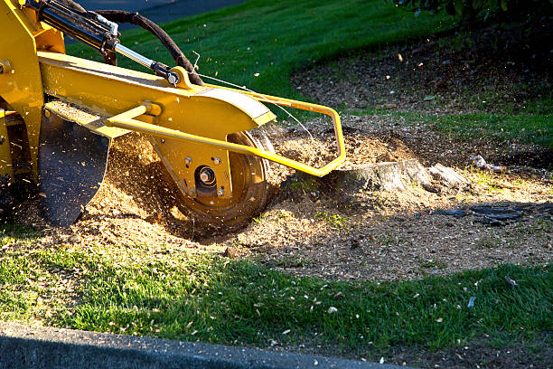 Professional Tree Services in Mickleton, NJ